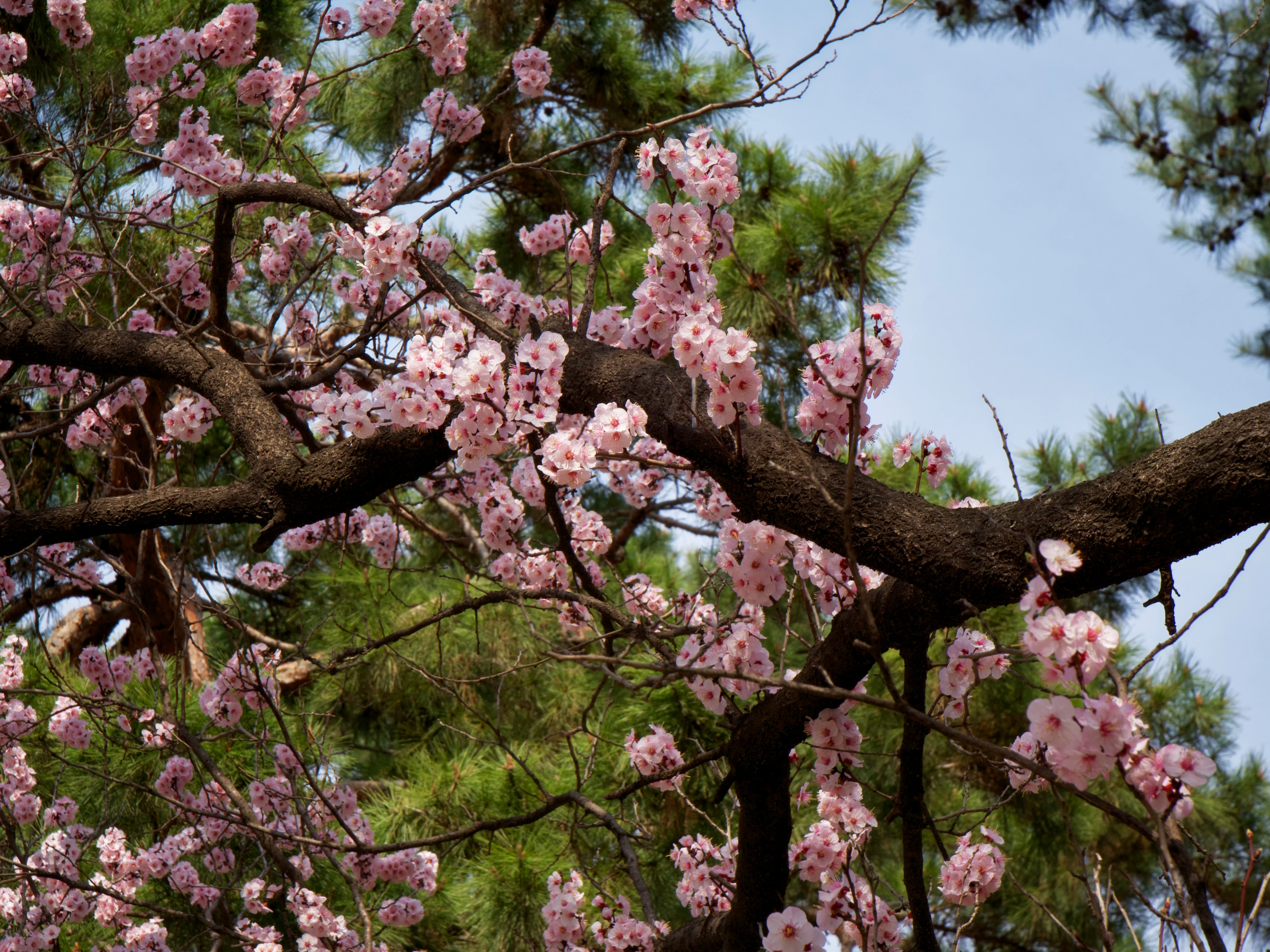 Cherry Blossoms Gallery - Picture 15